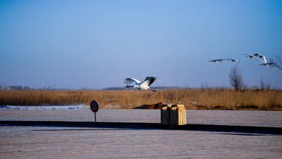 觀鶴台扎龍濕地