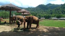 泰国大象自然保护公园-Kuet Chang-吃饭了没上市