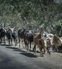 埃塞俄比亚游记图文-郑兴明：埃塞俄比亚贡德尔