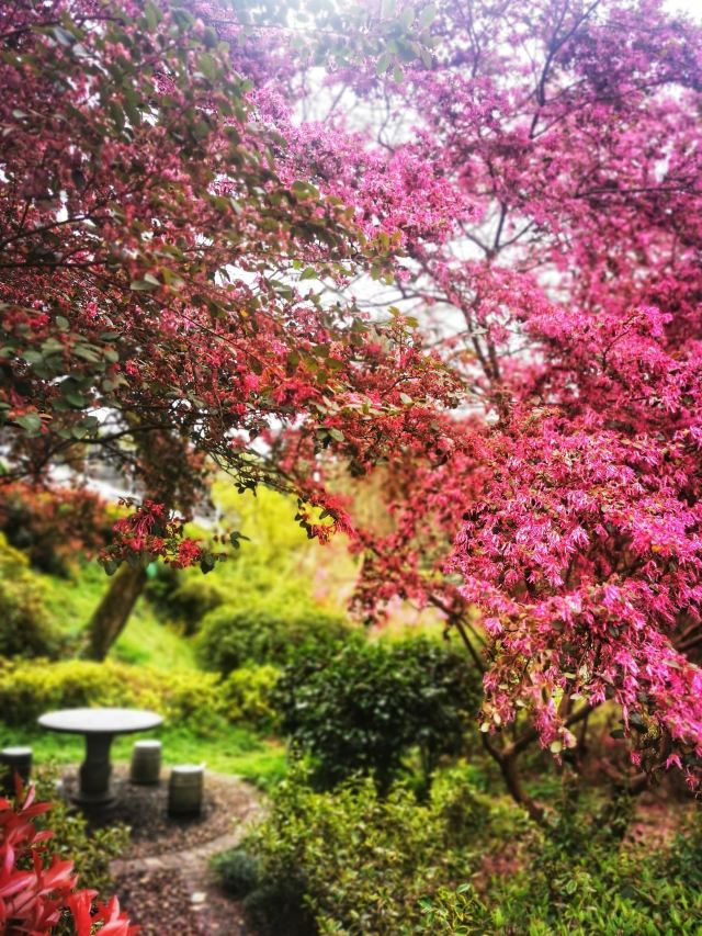 南岭植物园旅行图片 4