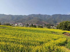 江西游记图片] 春天花盛开，打卡狮子岩！一一万安县宝山乡狮岩村油菜花开烂漫！