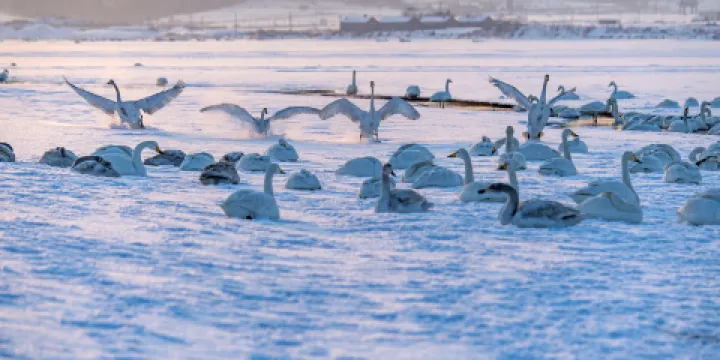 大天鵝國家級自然保護區