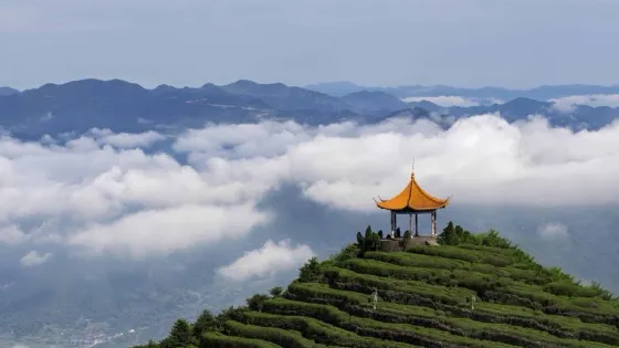 羊巖山茶文化園景區