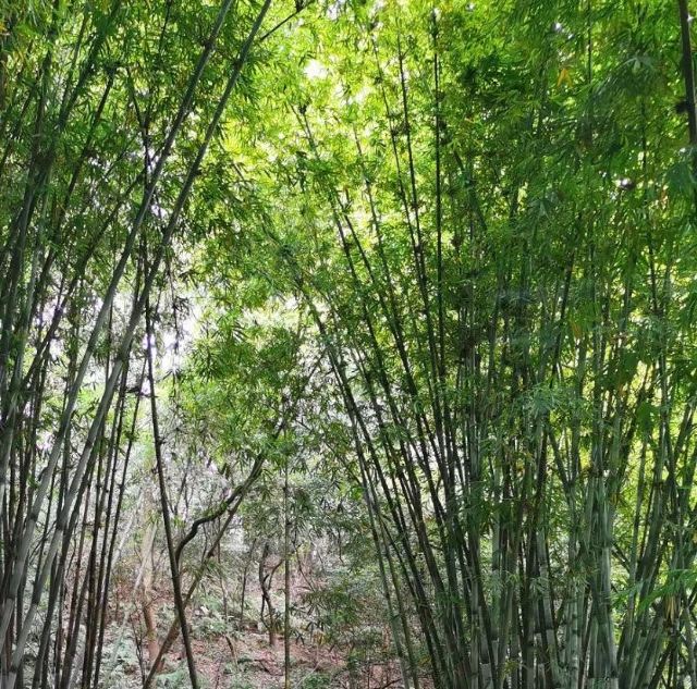 皇龙大峡谷旅行图片 3