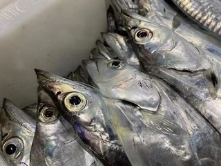 色白如银，味鲜美，这种钓带爱了爱了~~