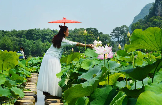 清远旅游,汉服爱好者穿越荷花池,拍摄发烧友的荷花天堂!