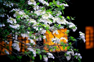 扬州赏琼花