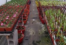 Hilltop Farms and Greenhouses购物图片
