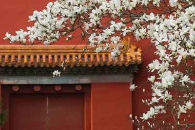 北京赏玉兰花