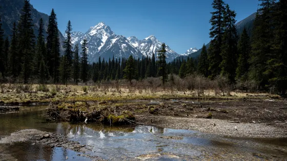 王朗大熊貓探秘營地