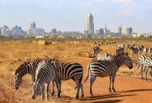 肯尼亚山动物孤儿院景点图片
