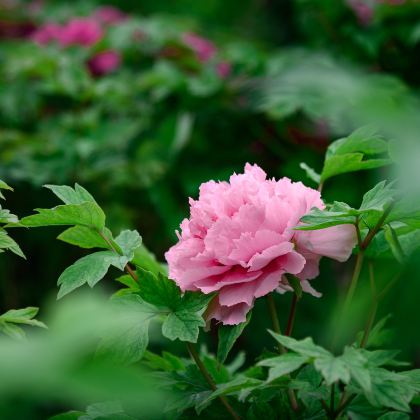 河南郑州+老君山景区+万仙山景区+郭亮挂壁公路+龙门石窟+少林寺7日6晚跟团游