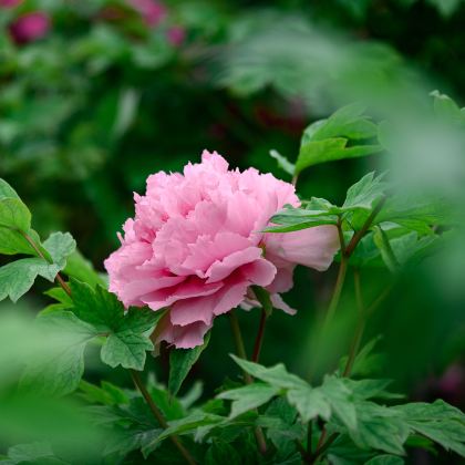 河南洛阳+老君山景区+少林寺+龙门石窟+云台山风景名胜区+万仙山景区-郭亮景区+万仙山景区-绝壁长廊+清明上河园+开封府6日5晚拼小团