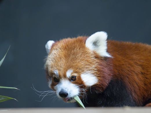苏海森林动物世界