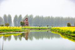 金湖游记图片] 花开赏春趣，带你领略江苏金湖的杉青水秀