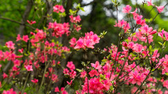 余杭区游记图片] 花海，美食，手作，余杭百丈镇一日亲子攻略