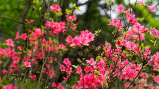 花海，美食，手作，余杭百丈镇一日亲子攻略