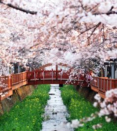 昌原市游记图文-赏花看景，娱乐休闲就去庆尚南道昌原