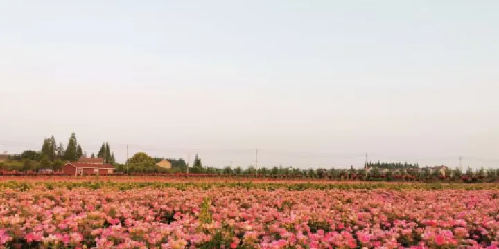 荊州玫瑰園