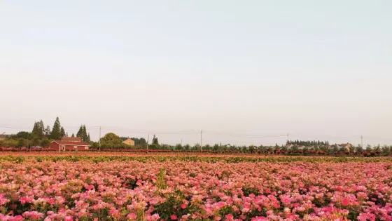 荊州玫瑰園