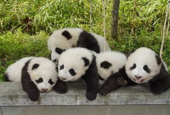 青城山/熊猫谷/熊猫乐园+仰天窝+都江堰一日包车游【[30年老社自营线路]专注四川纯玩旅行，大品牌，正规操作】