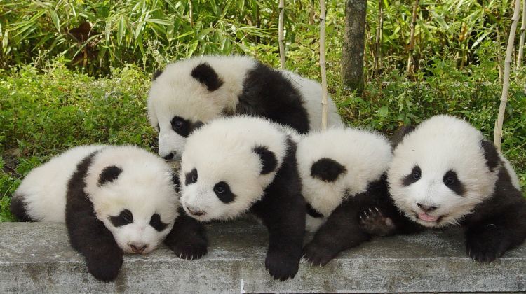 6-Day Group Tours: Chengdu, Jiuzhaigou National Park, Huanglong National Scenic Area, Chengdu Research Base of Giant Panda Breeding, Mounigou Scenic Area | Plus gifts including metro cards and travel care kits·  