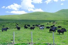 阿尼玛卿山国家地质公园-玛沁