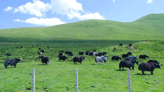 阿尼瑪卿山國家地質公園