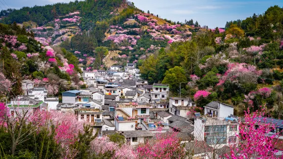 賣花漁村