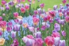 库肯霍夫公园-利瑟