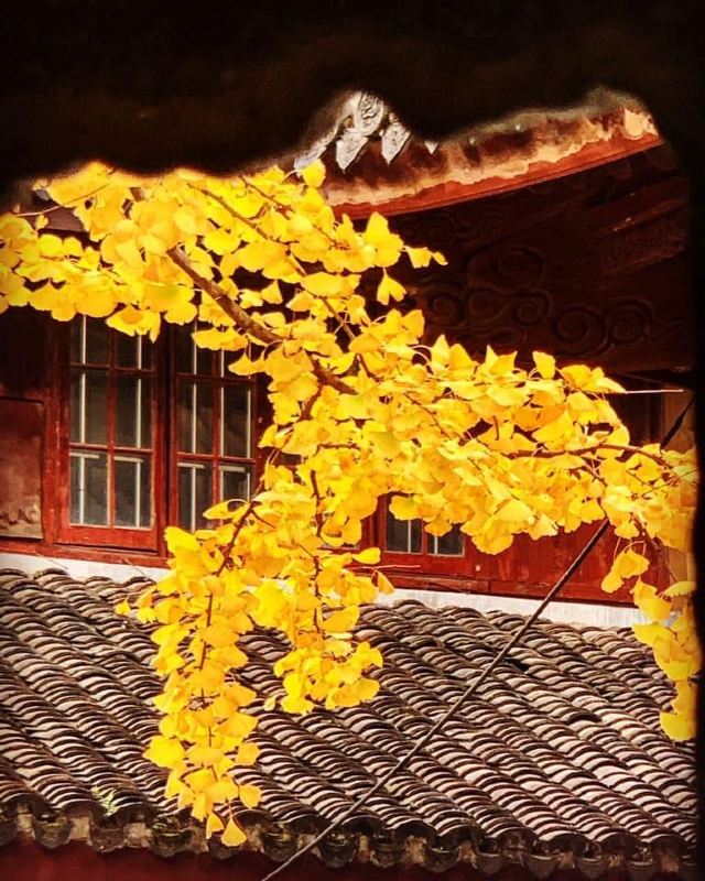 龙华塔旅行图片 13