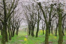贵安樱花园-安顺-红糖泡泡