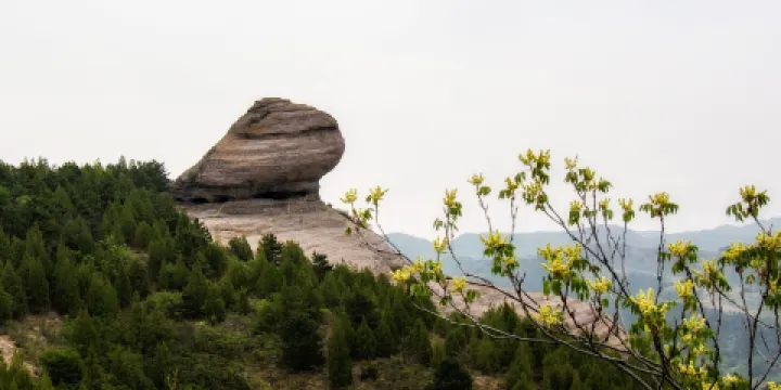 磬錘峯國家森林公園-蛤蟆石