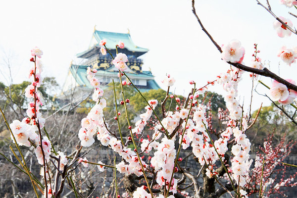 在大阪城公园发现的春季花卉