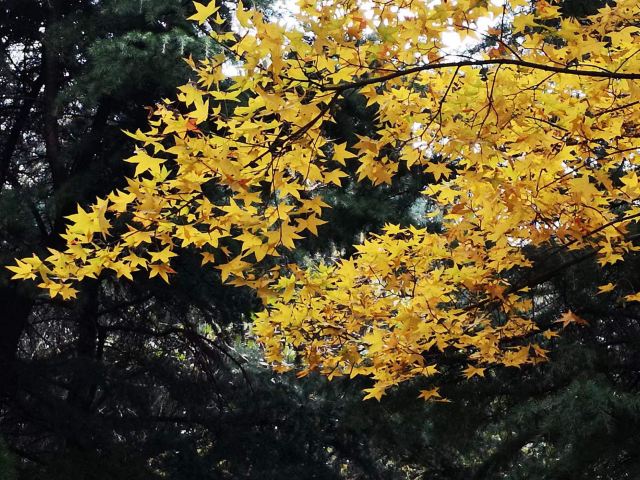老山城市休闲公园旅行图片 10