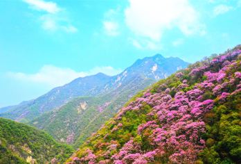 中国陕西太平国家森林公园一日游【精致小团】【小车出行】【游紫荆花海洋，紫中透红】