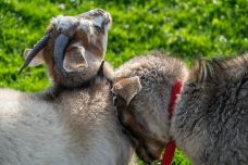 瓦尔特峰高原农场-皇后镇