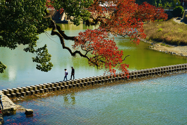 温州红叶的绝佳观赏地，世界最美廊桥旁，深秋的千年乌桕美如画