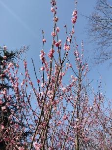 梅园公园-上海-琳莺视界