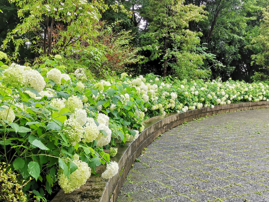 赏紫阳花   府中市乡土の森公园  