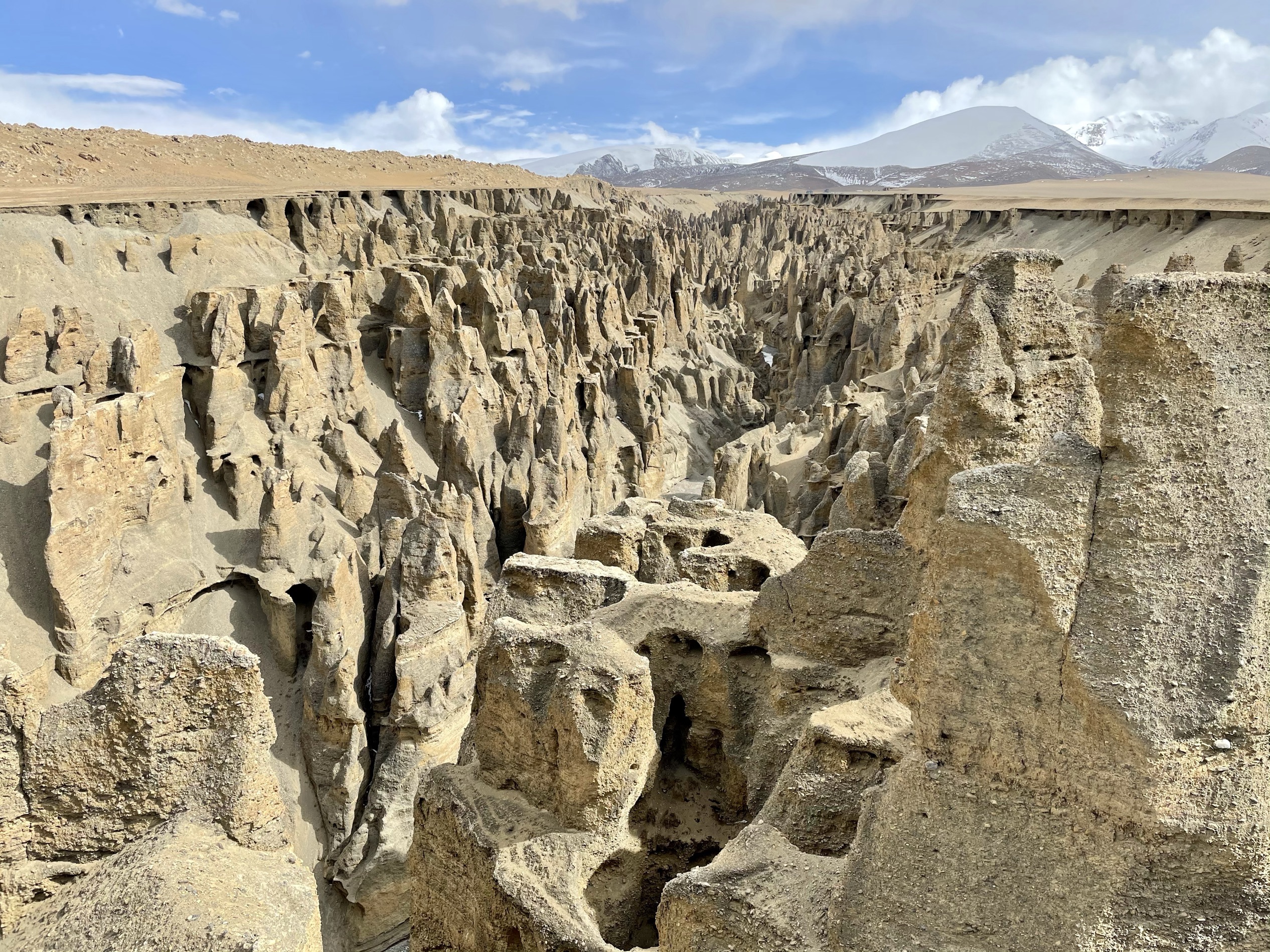 Tibet Ali Zanda soil forest