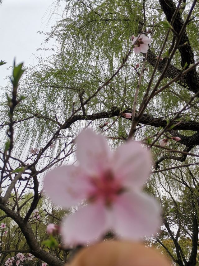 上海吕巷水果公园旅行图片 1