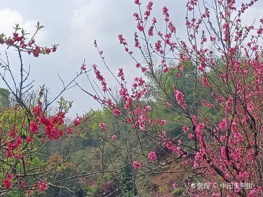 仙庾岭桃花岛