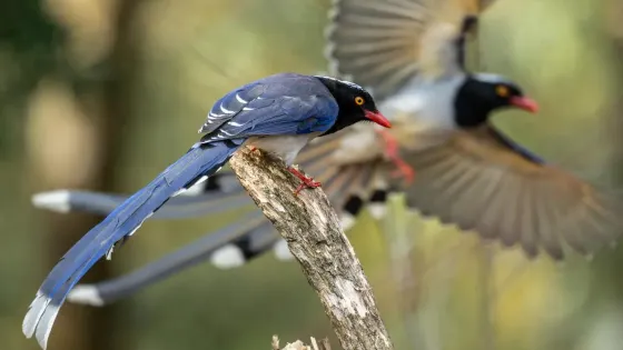 怒江百鳥谷