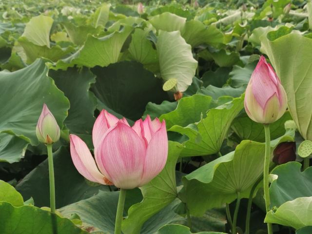 桂东植物园旅行图片 1