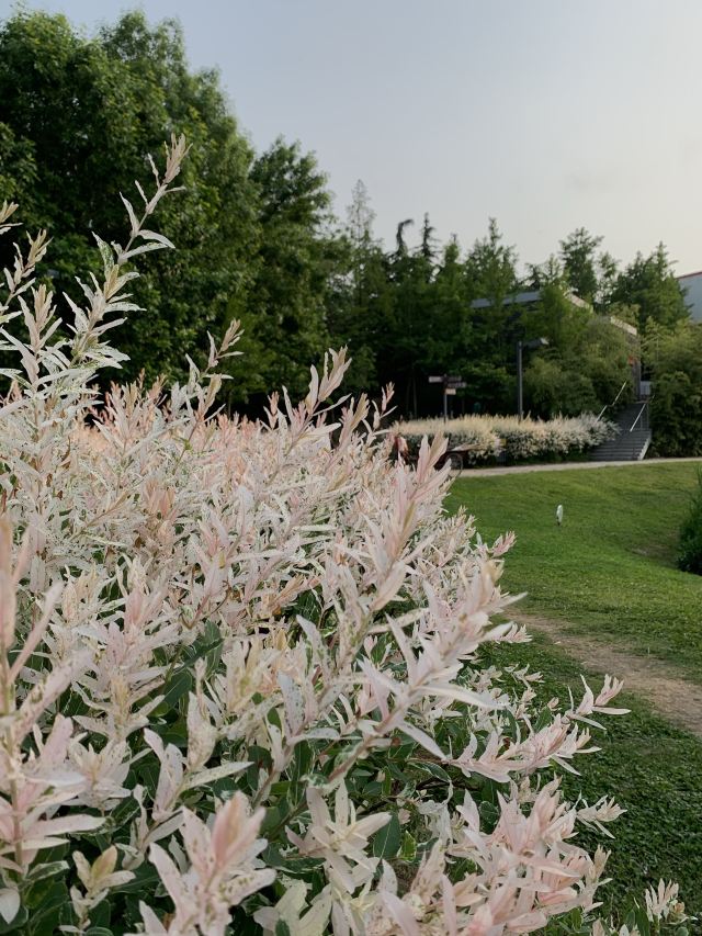 李村河生态全景示范园旅行图片 3