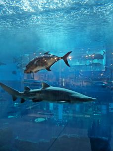 迪拜水族馆和水下动物园-迪拜-YoYo_9G2Q3Q2I