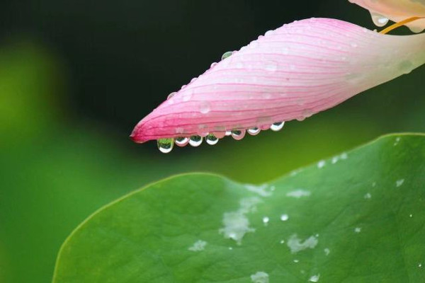 这份鼋头渚“夏日觅凉赏荷指南”,请收好
