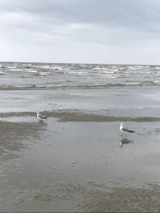 大鹿岛风景区-东港-红瓤西柚