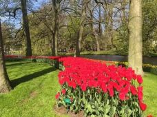 阿姆斯特丹郁金香博物馆-阿姆斯特丹-小思文